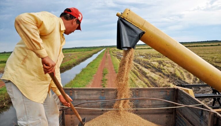 Governo do Tocantins consolida domínio na produção de arroz na Região Norte com investimentos em tecnologia e produtividade.