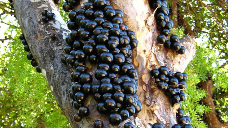 Safra da Jabuticaba Movimenta Taquaruçu: Pomares Abrem Visitação Gradual Entre 9 e 18 de Outubro e Vila Gastronômica Ocorre na Praça das Crianças